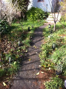 Lavender path, almost planted